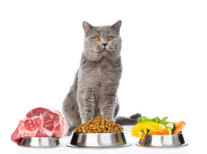 Преимущества сухого корма для кошек и котят
